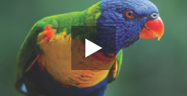 Beautifully bright parrot in front of green background with vivid blue, green, yellow, and red feathers.